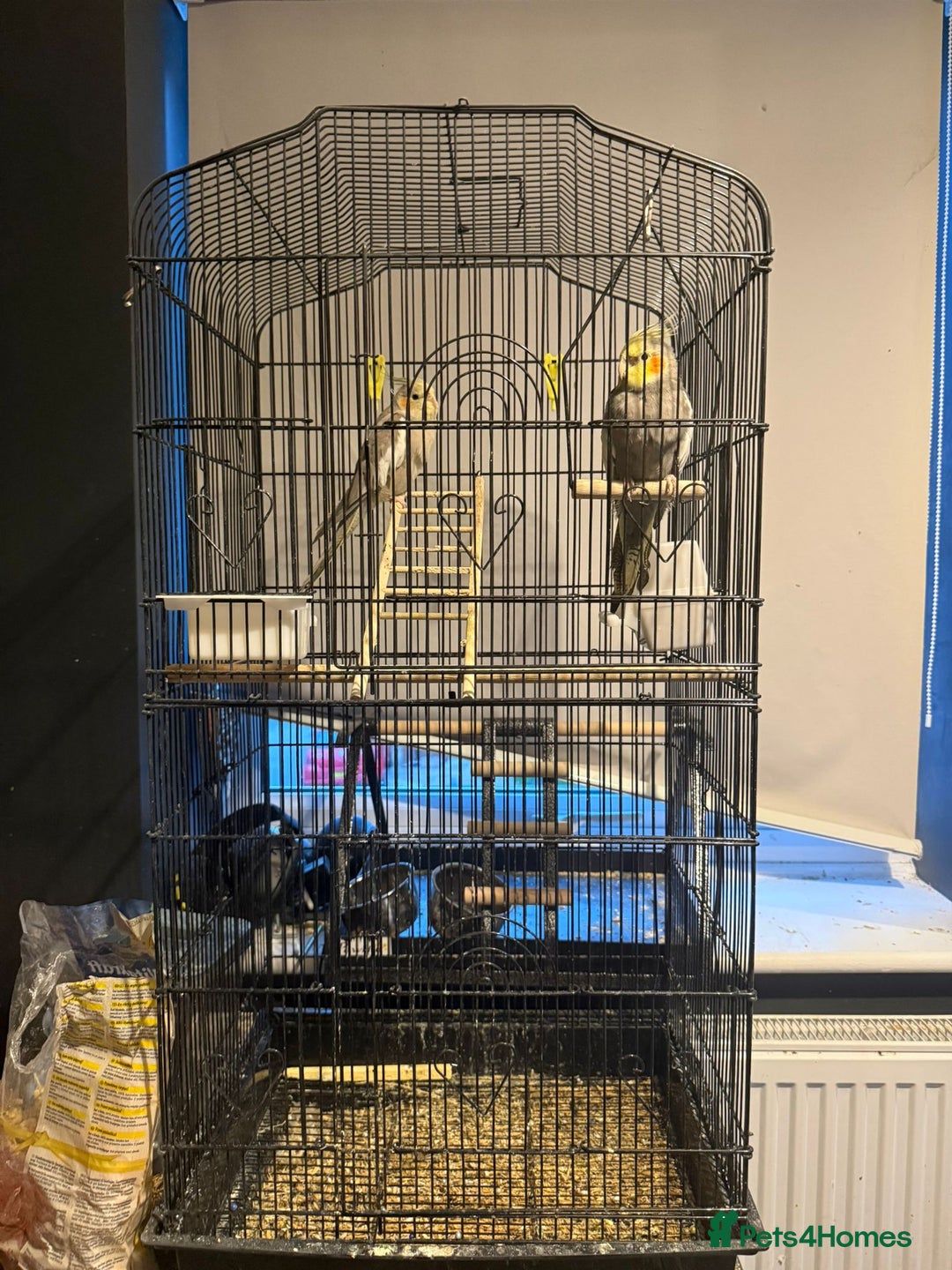 Cockatiels birds for sale: X2 cockatiels  - Image 7
