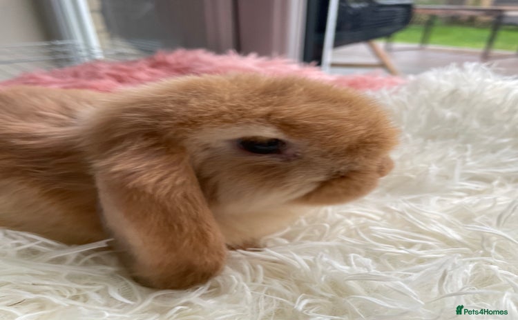 Mini Lop rabbits - Advert 1