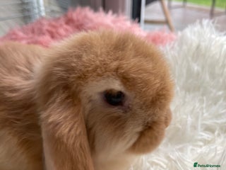 Mini Lop rabbits - Advert 1