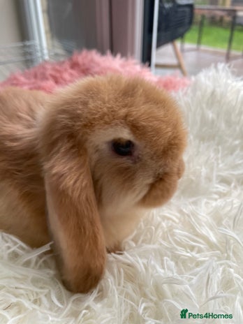 Mini Lop rabbits - Advert 1