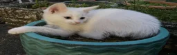 Turkish Van cats for sale: Gorgeous Turkish Van Kittens in Potters Bar - Advert 31
