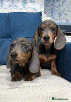 Miniature Dachshund dogs - Advert 7