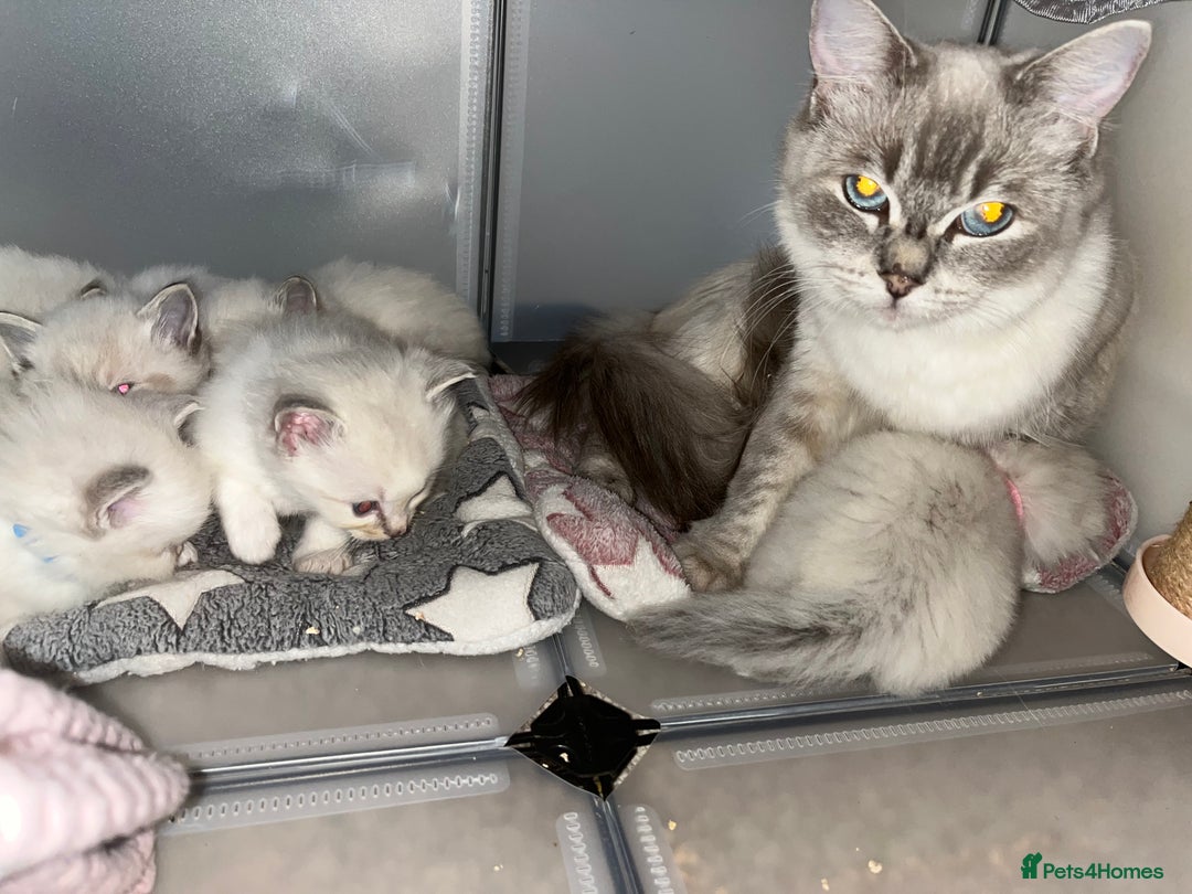 Ragdoll cats for sale: Beautiful pure ragdoll kittens  - Advert 3
