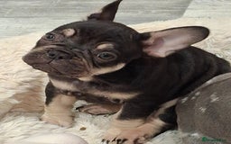 French Bulldog dogs for sale: French bulldogs  - Image 3