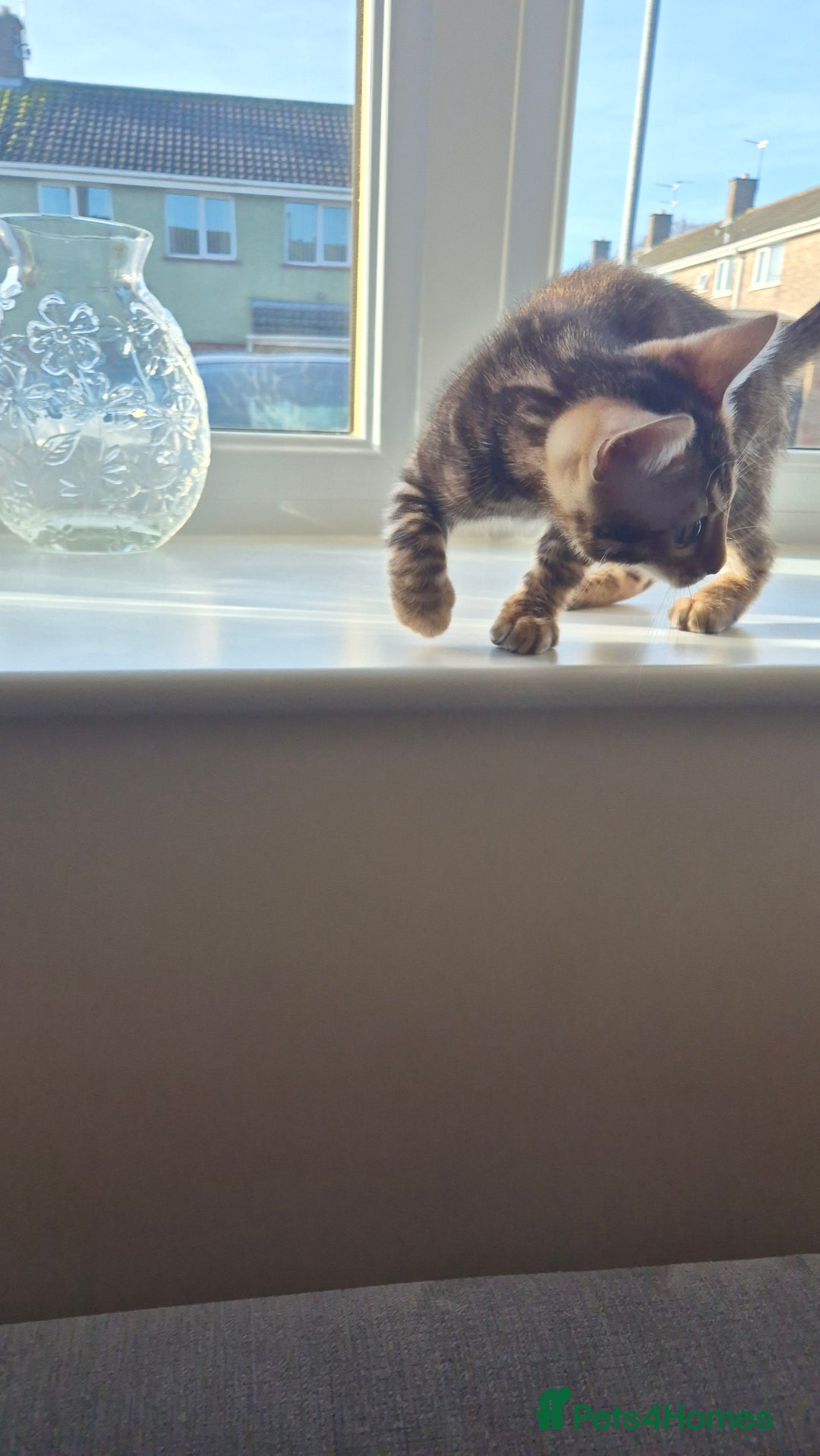 Bengal cats for sale: Beautiful bengal kittens... - Advert 6