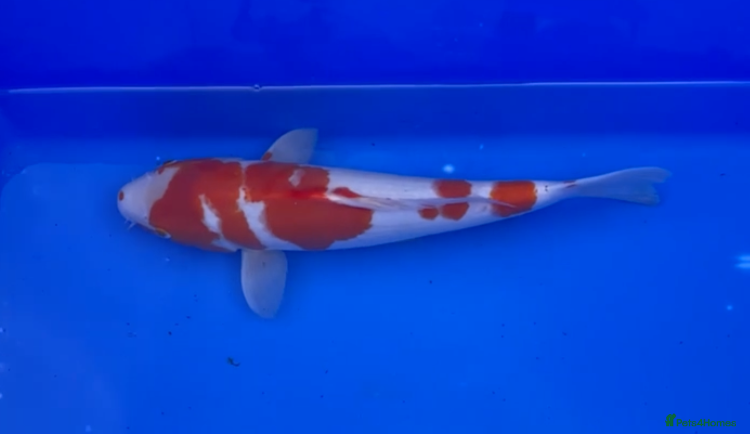 Koi Carp fish for sale: Huge selection of Japanese Koi for sale - Image 27