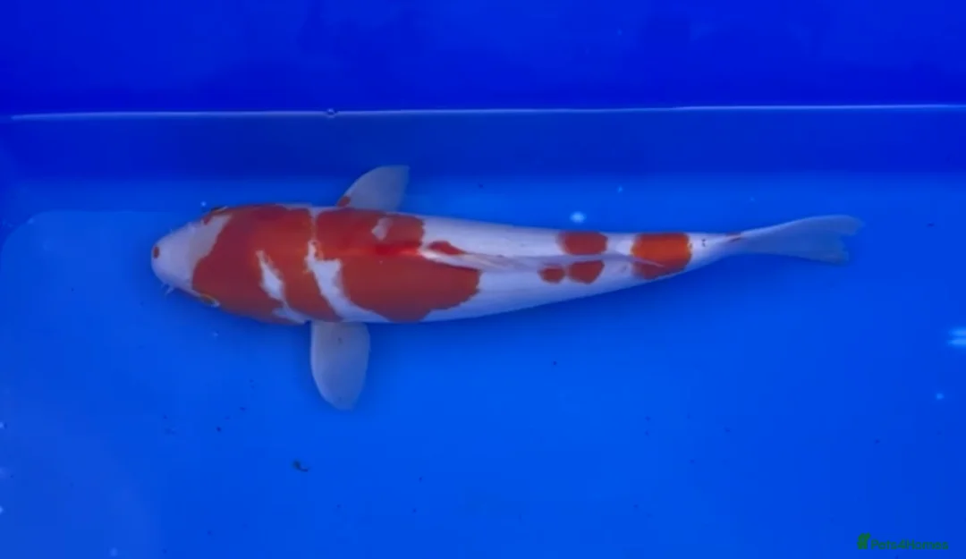 Koi Carp fish for sale: MASSIVE WINTER KOI SALE - 50% off - Advert 27