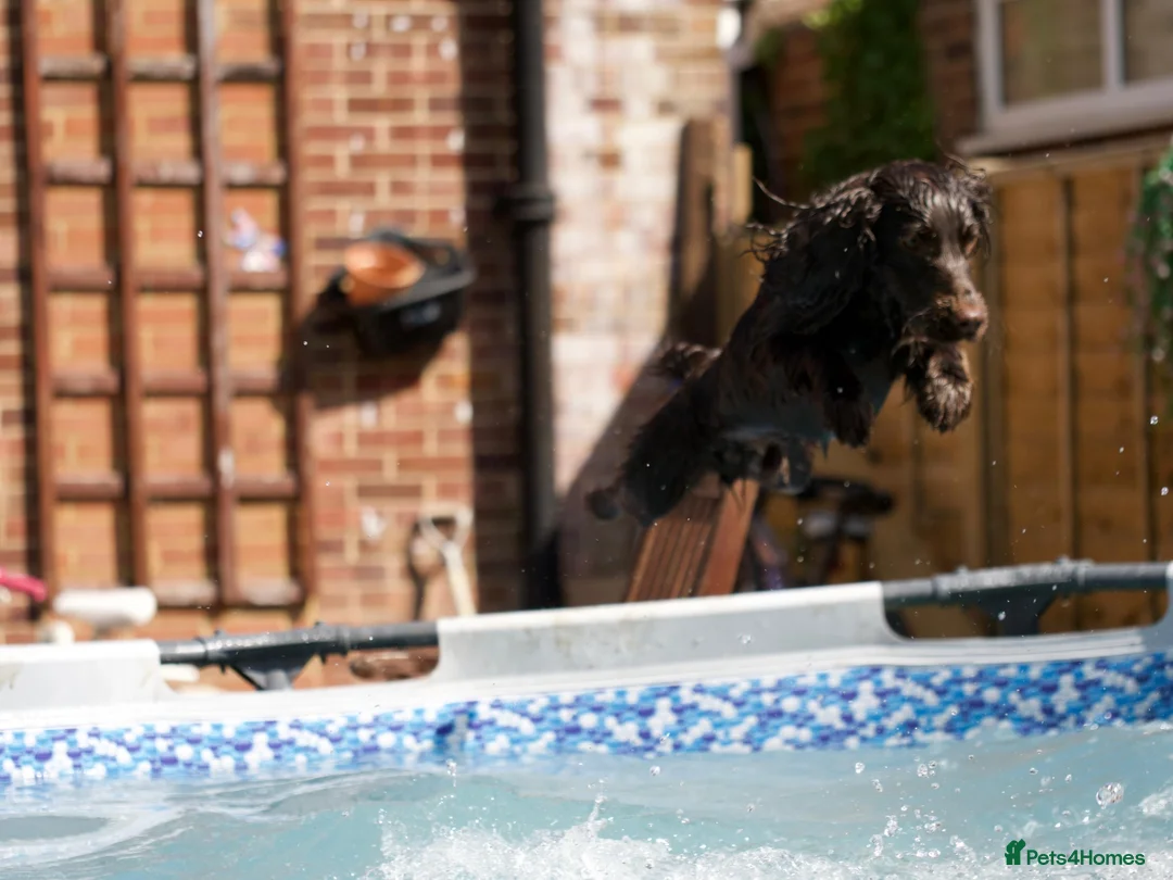 Cocker Spaniel dogs for stud: Working Cocker Spaniel Stud Brown in London - Advert 7
