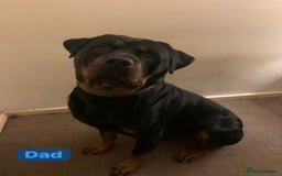 Rottweiler dogs for sale: Rottweiler puppies due (12/11/25) - Image 2