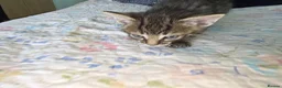 Mixed Breed cats for sale: we are looking for a home,  - Advert 21