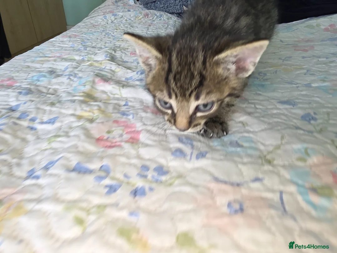 Mixed Breed cats for sale: we are looking for a home,  - Advert 21