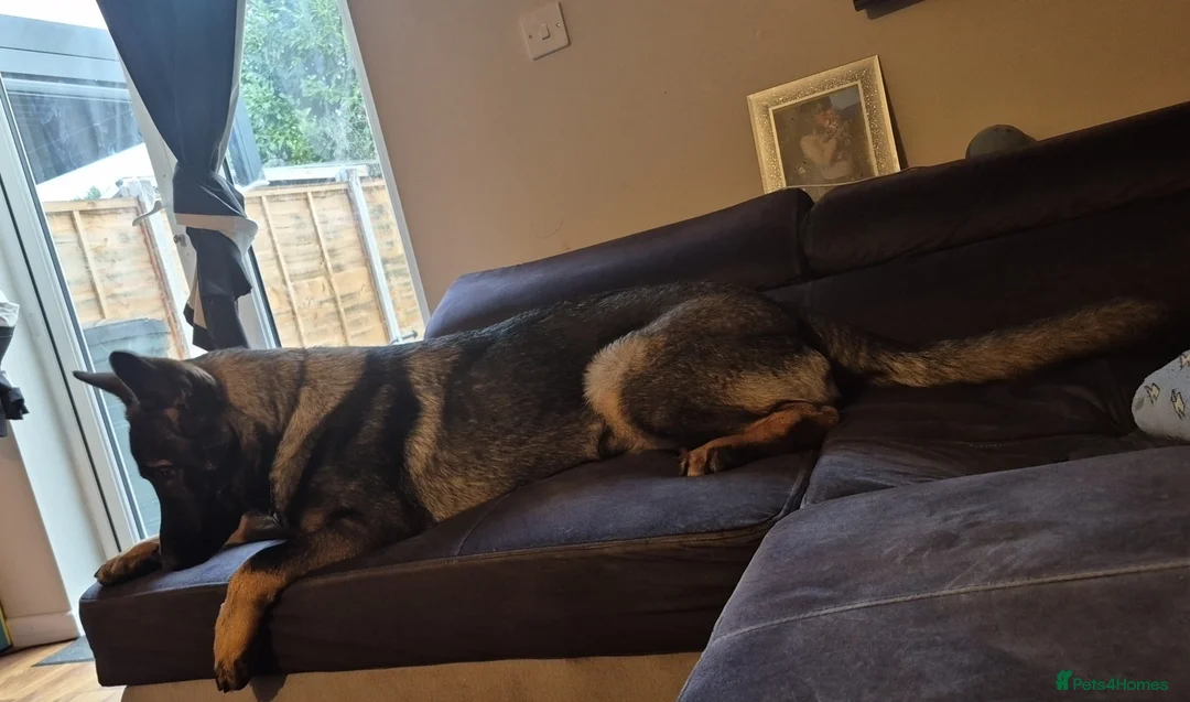 German Shepherd dogs for sale: 6 month german shepherd  - Advert 3