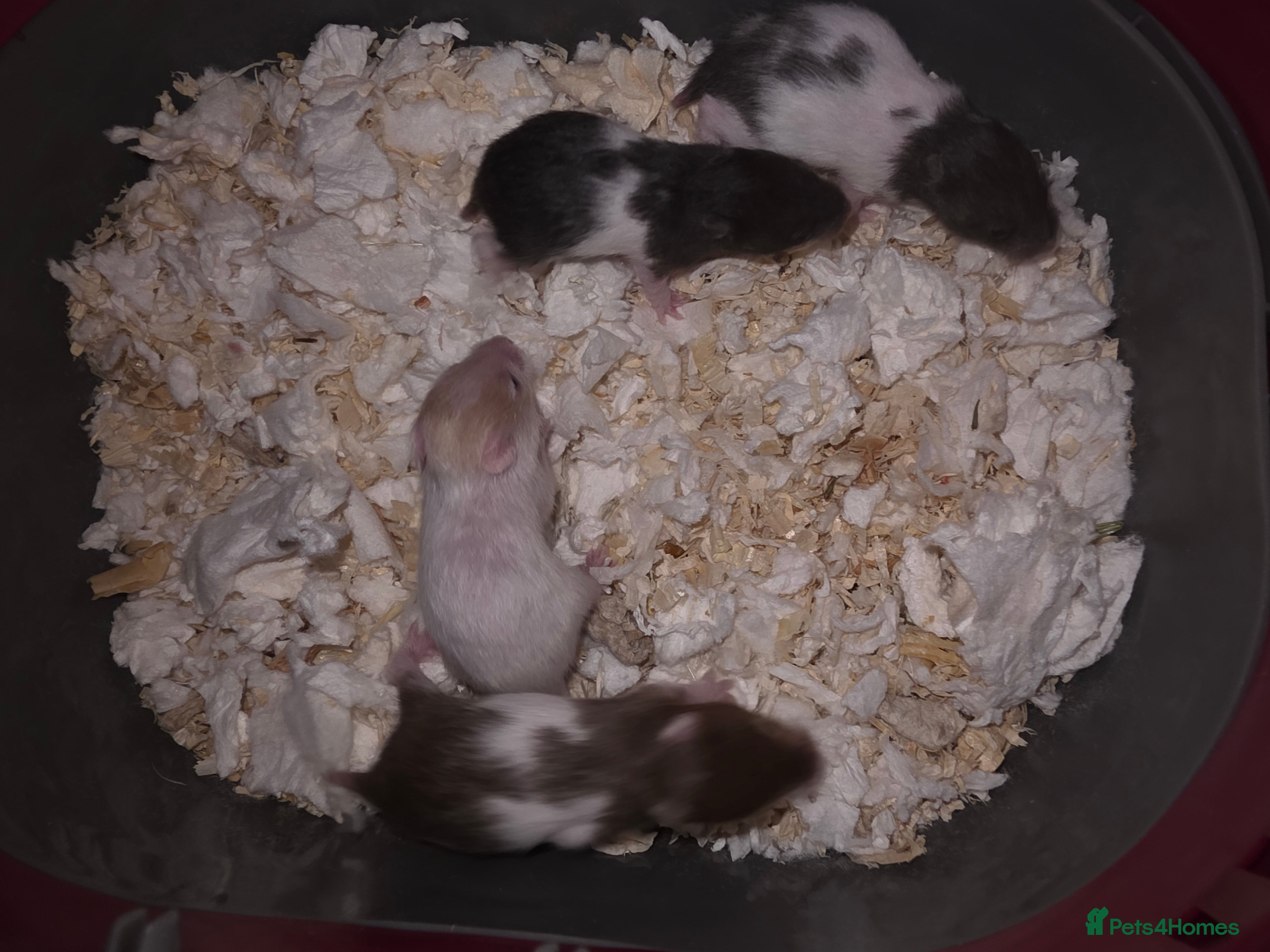 Hamster rodents Mixed Hamster Syrian - Advert 1