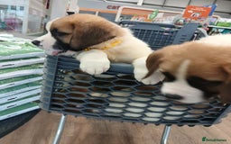Saint Bernard dogs for sale: Saint Bernard puppies  - Image 40