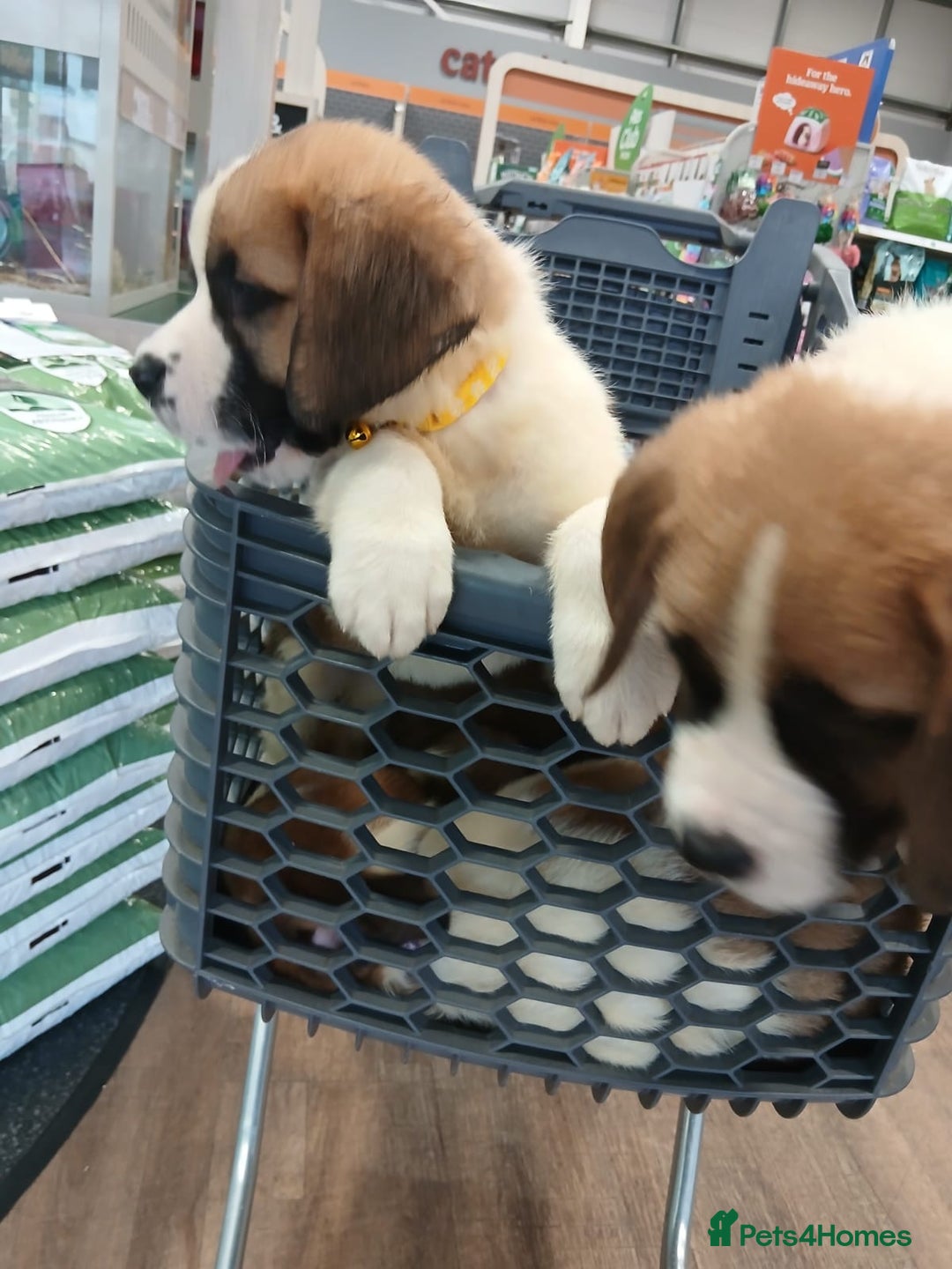 Saint Bernard dogs for sale: Saint Bernard puppies  - Image 40