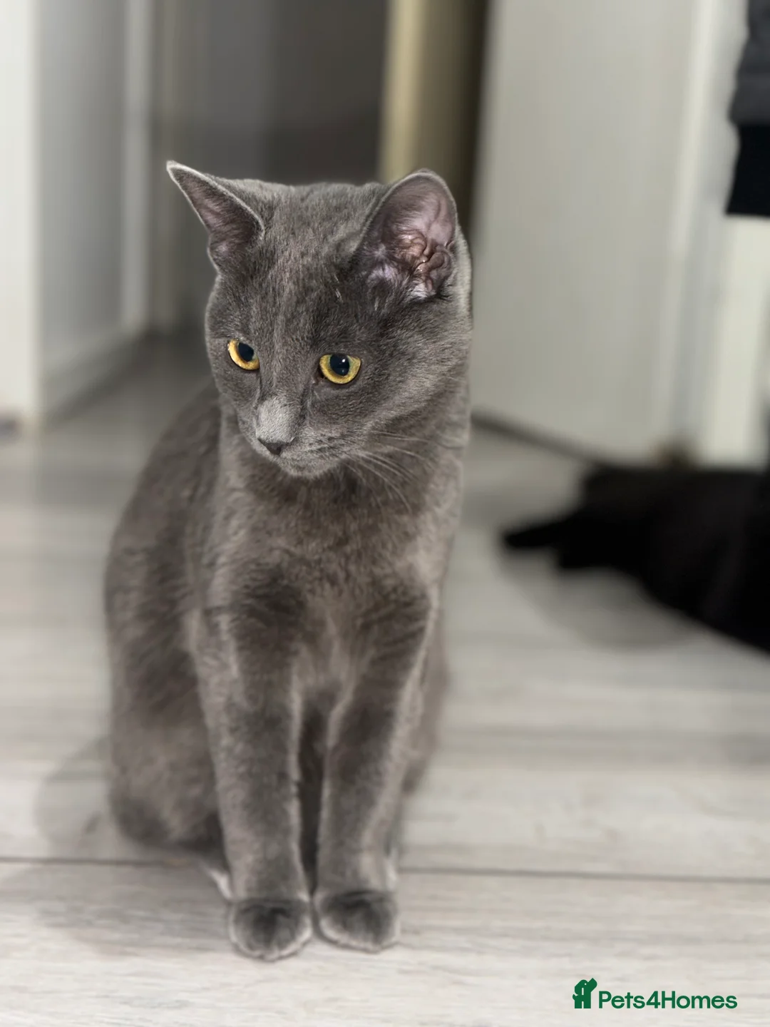 Maine Coon cats for sale: Beautiful Maincoon cross kitten for sell - Advert 12