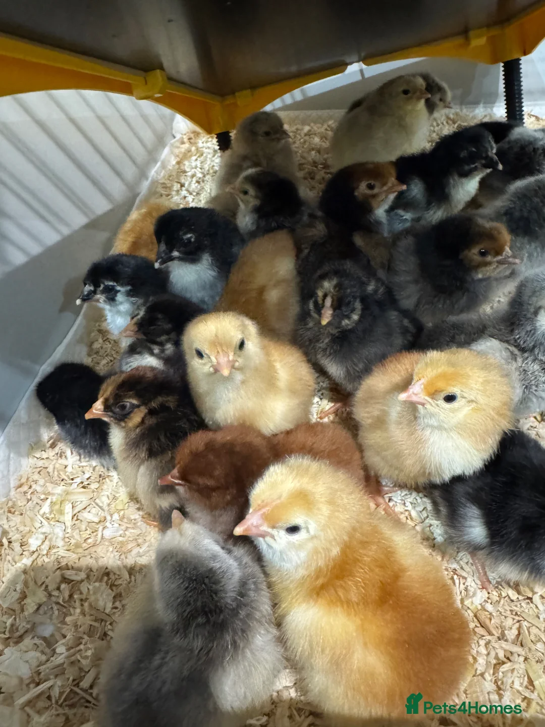 Chickens poultry for sale: Different orpington chicks  - Advert 2