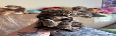 Scottish Fold Kitten 4