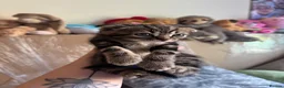 Scottish Fold cats for sale: Beautiful scotish fold  - Advert 10