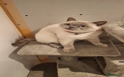 British Shorthair cats for sale: White,grey blue eyed british shorthair frmale  - Advert 4