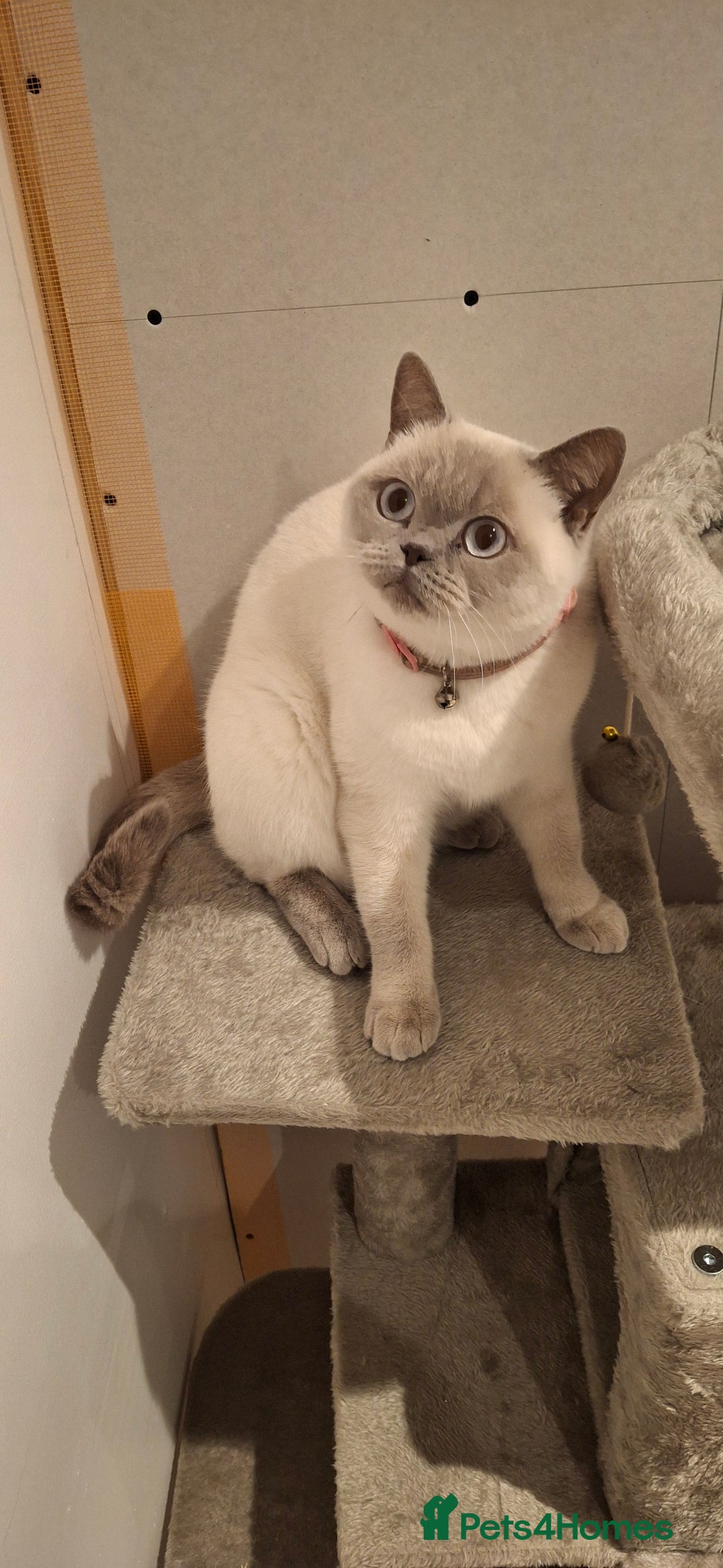 British Shorthair cats for sale: White,grey blue eyed british shorthair frmale  - Advert 4