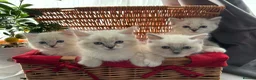 Ragdoll cats for sale: Luxury Blue Point Mitted Ragdoll Kittens - Advert 9