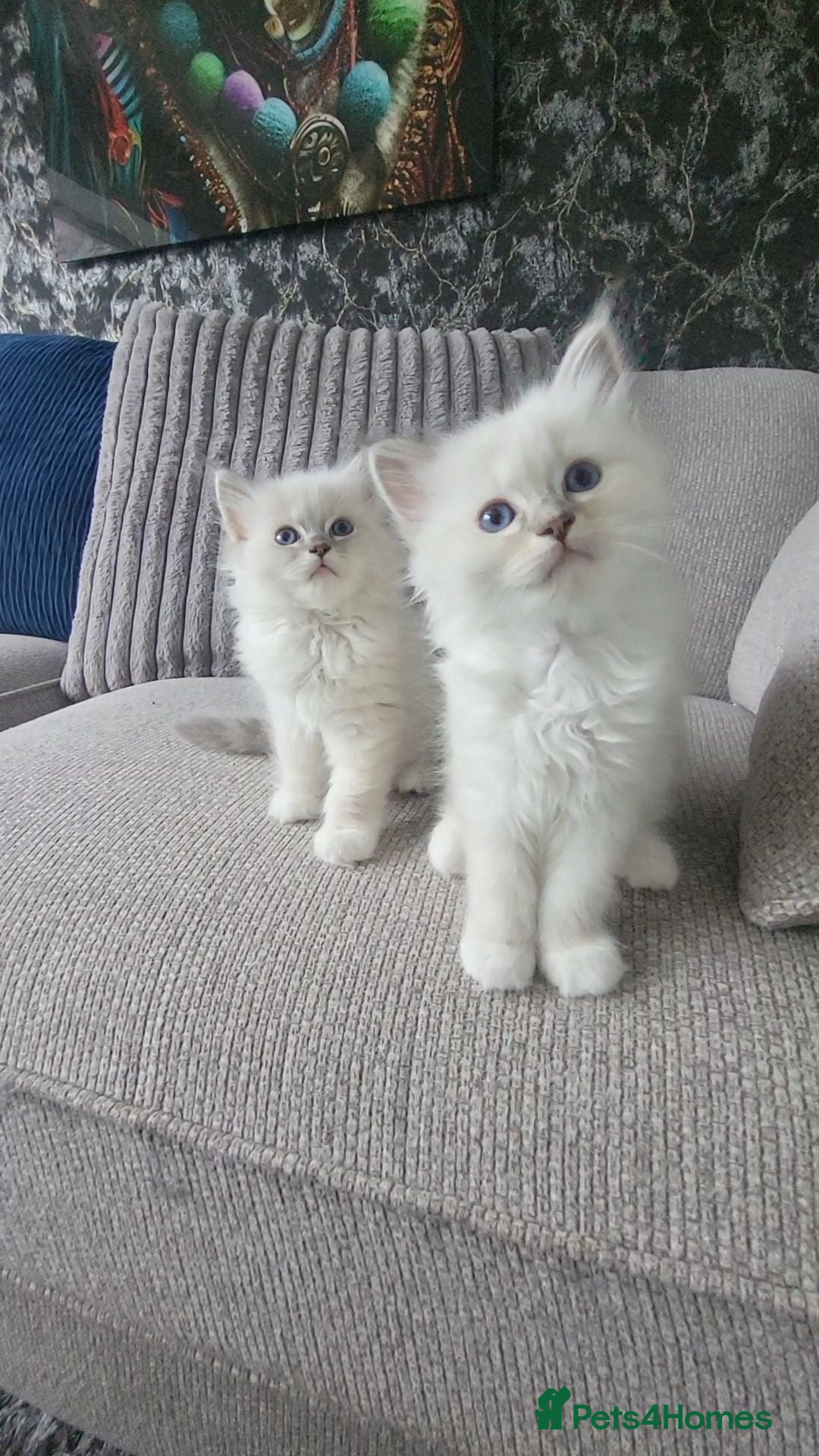 Ragdoll cats HCM/PKD clear ragdoll kittens  - Advert 2