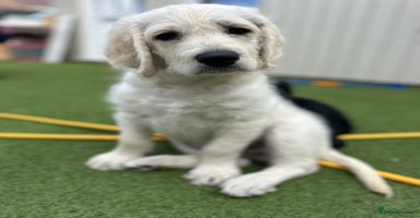 Labradoodle dogs in Bristol - Advert 13