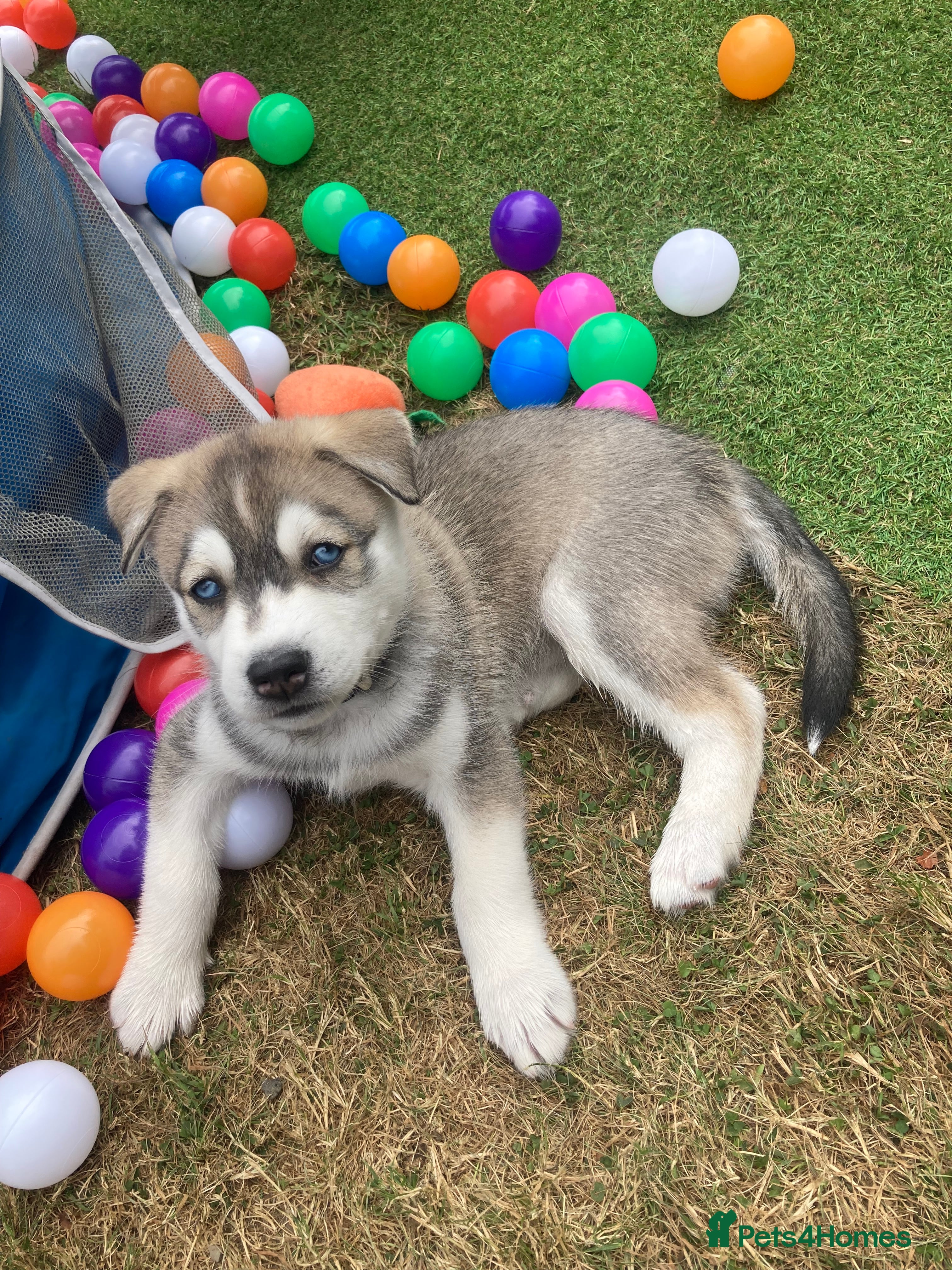 Siberian Husky dogs Stunning Siberian Huskies  - Advert 2