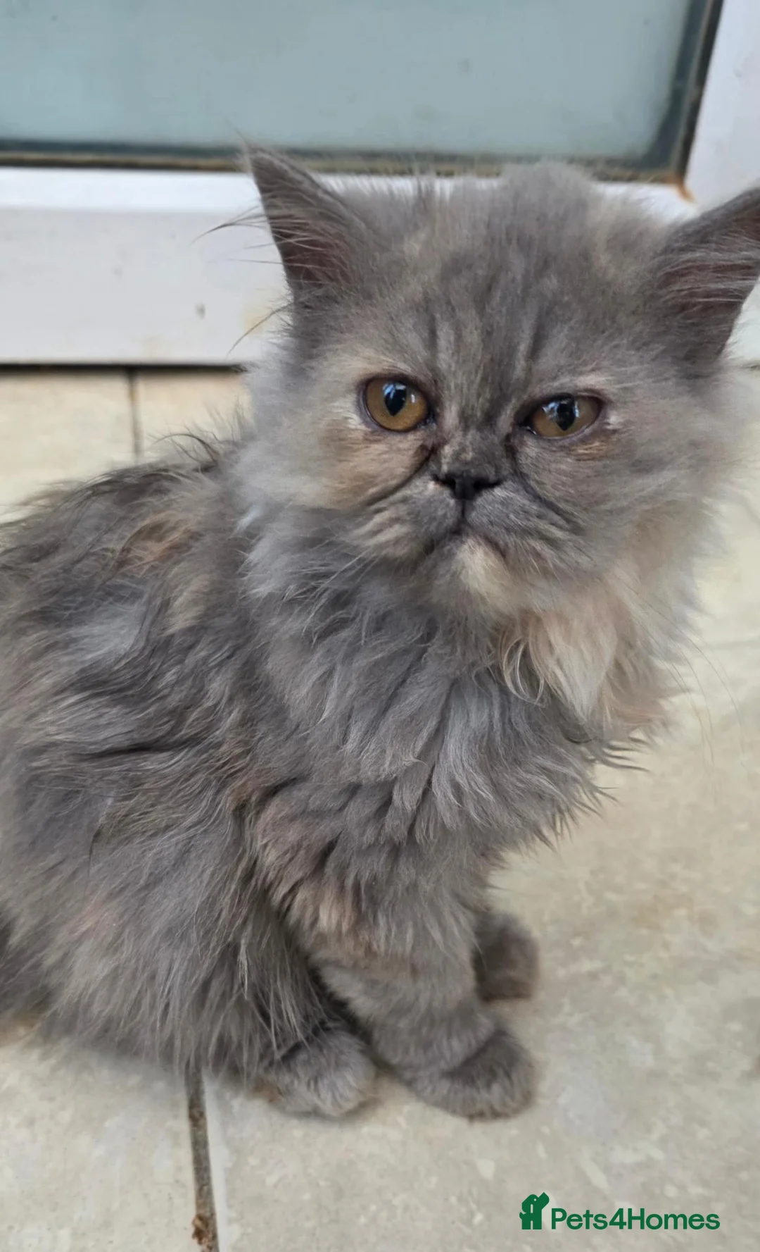 Persian cats for sale: Persian kittens for sale - Advert 2
