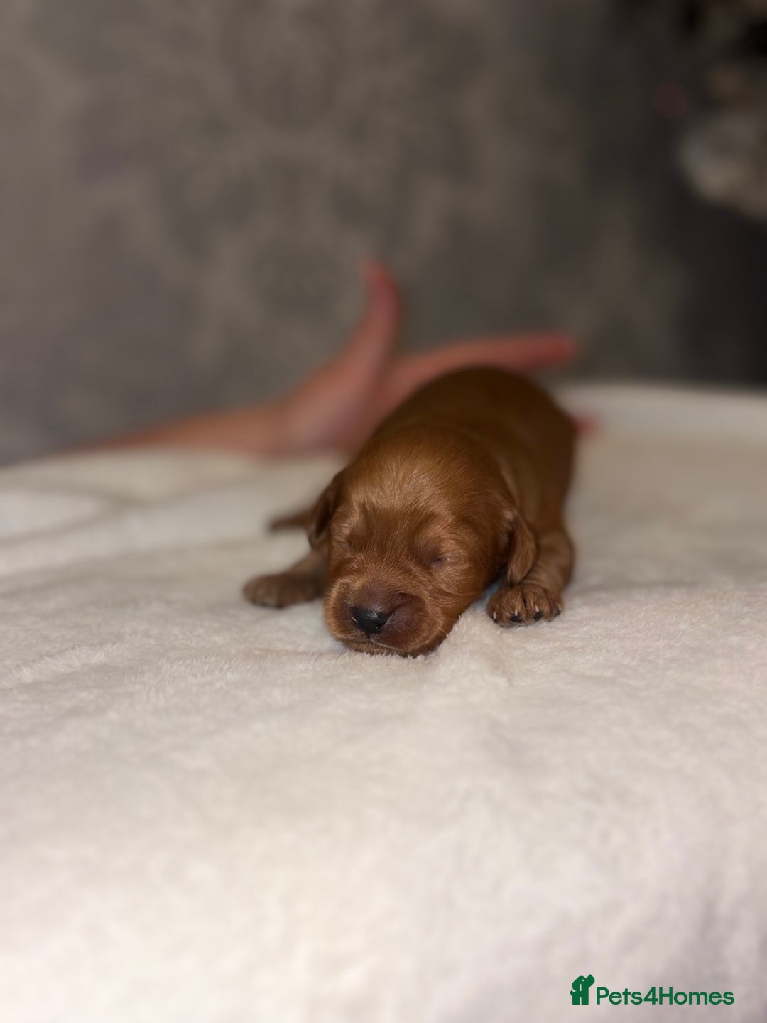 Cockapoo dogs for sale: F1B Cockapoo’s - Advert 7