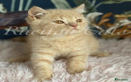 British Shorthair cats for sale: GCCF Registered British Shorthair kittens - Image 1