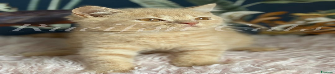 British Shorthair Kitten 2