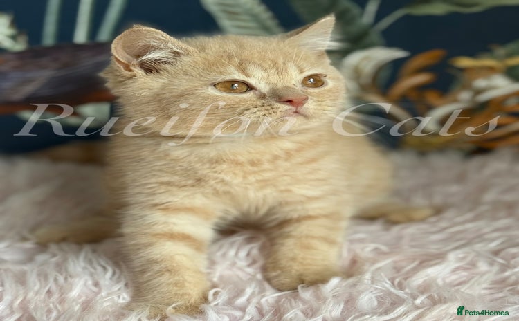 British Shorthair cats - Advert 4