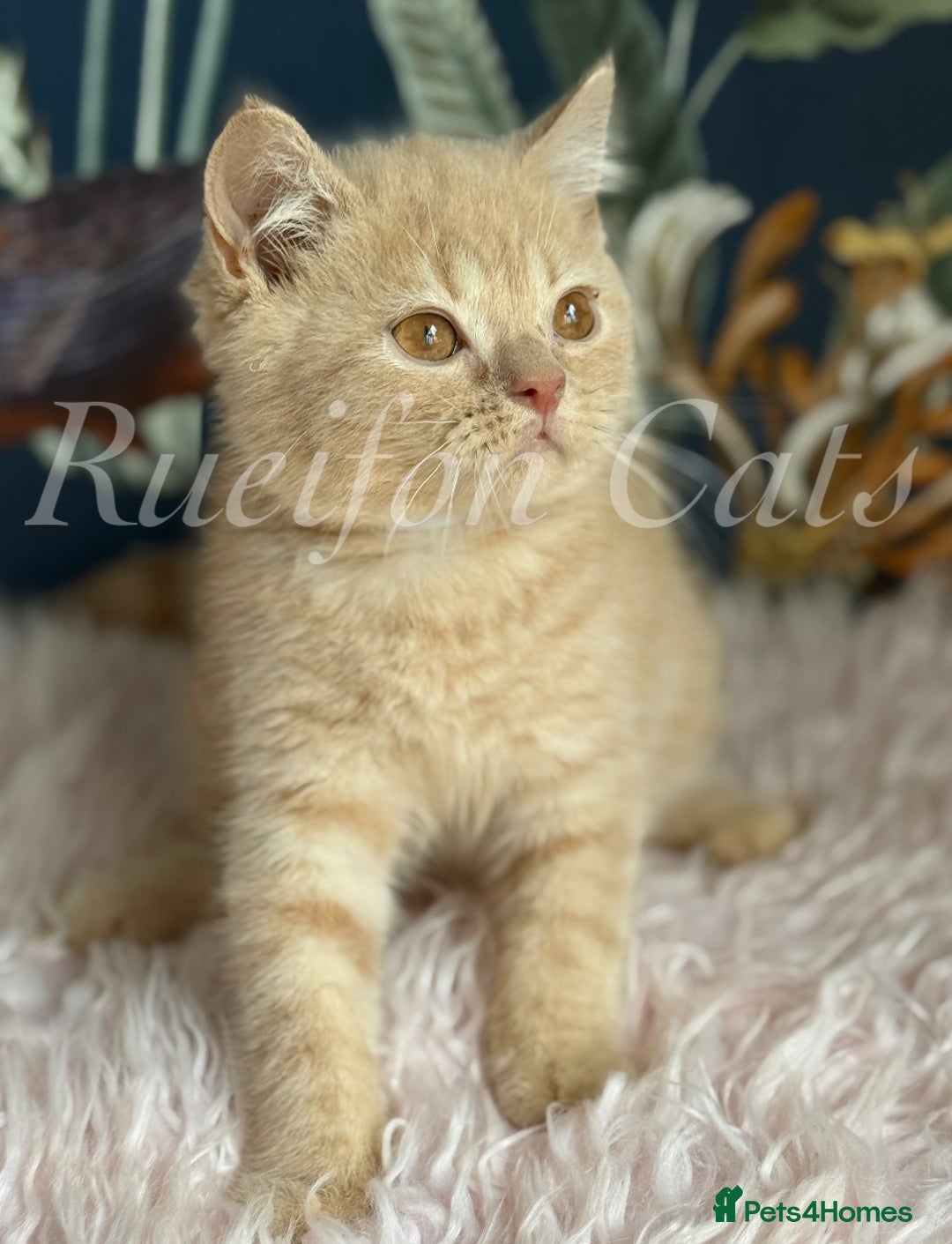 British Shorthair cats for sale: GCCF Registered British Shorthair kittens - Image 1