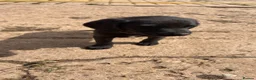 Springador dogs for sale: Springador pups  - Advert 3