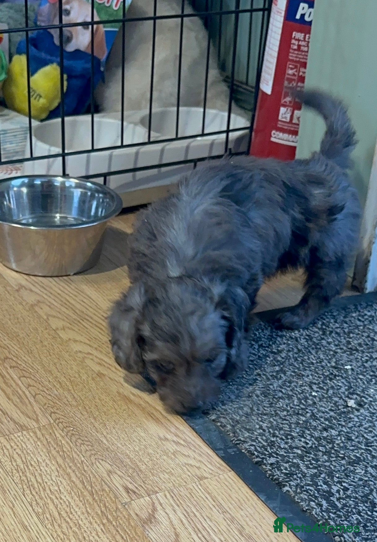 Doxiepoo Puppy 3