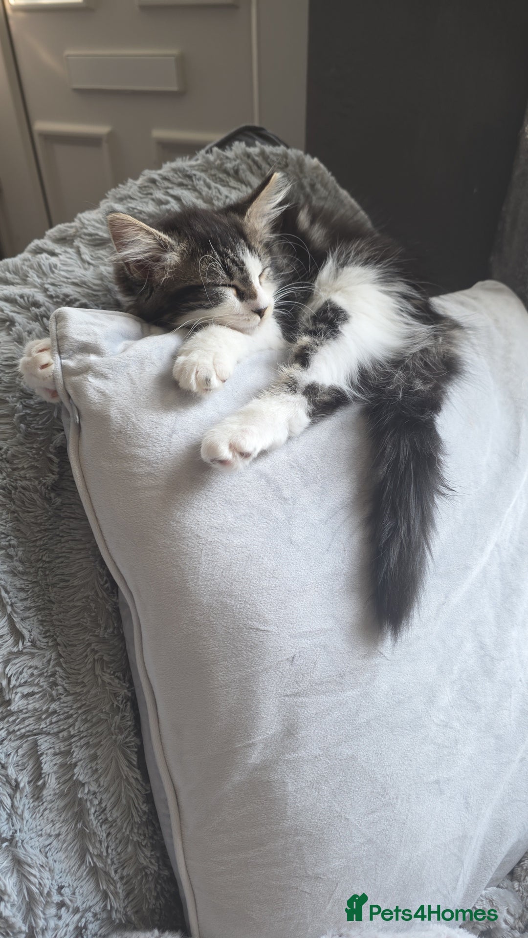 Ragdoll cats for sale: 21 Week Old Ragdoll X Tabby Cat with everything - Advert 2