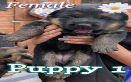 German Shepherd dogs for sale: Beautiful Chunky German Shepherd Puppies! - Image 3