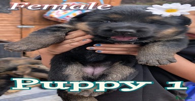 German Shepherd dogs - Advert 3