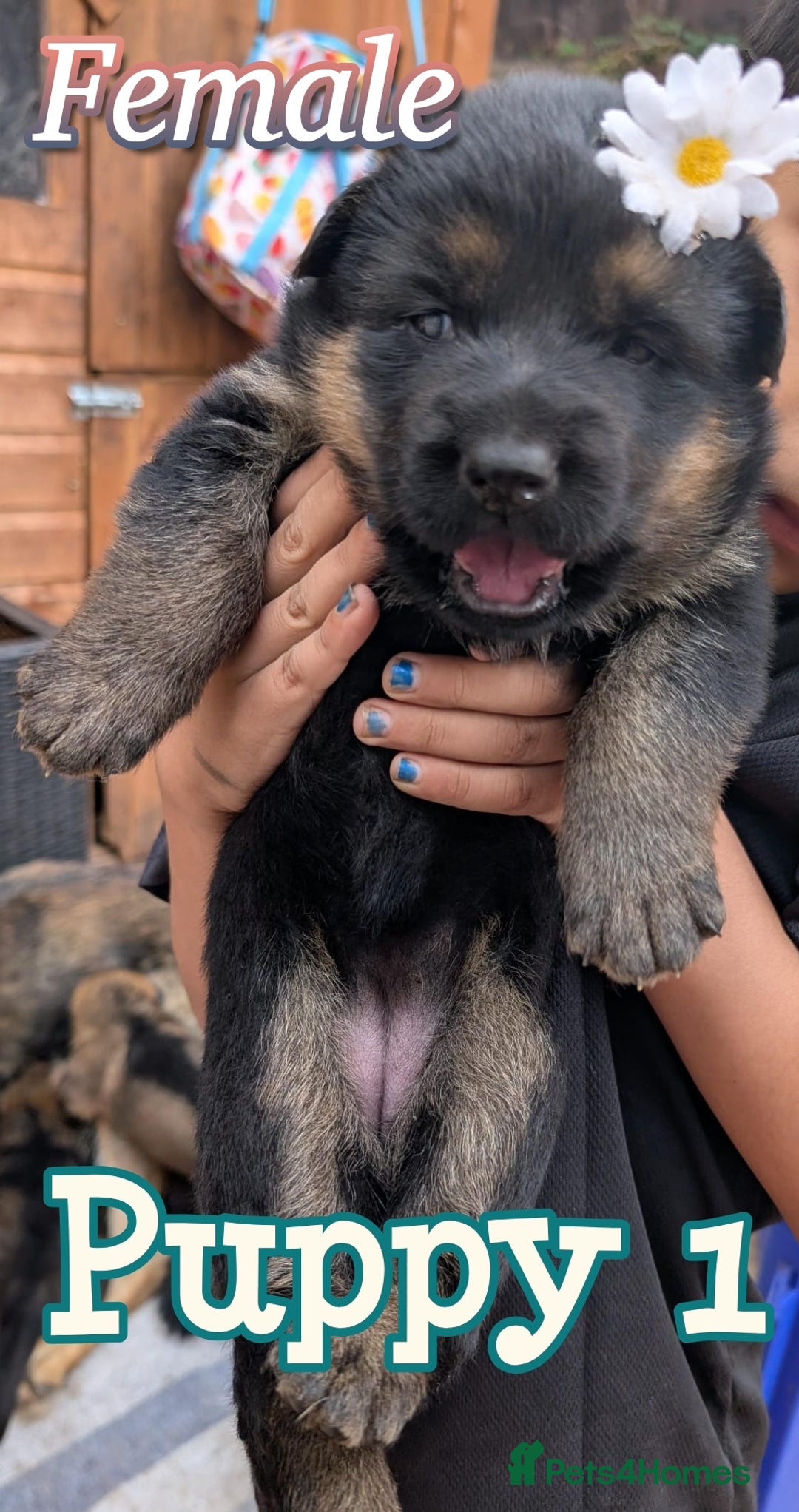 German Shepherd dogs for sale: Beautiful Chunky German Shepherd Puppies! - Image 3