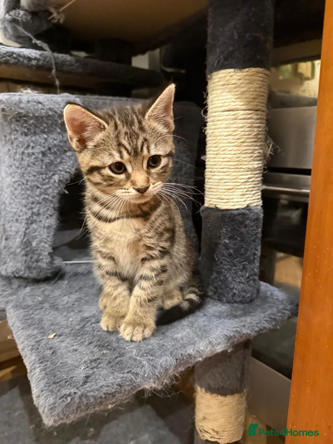 Mixed Breed cats for sale: 2 Cute Tabby Kittens Looking for a Loving Home  - Advert 10