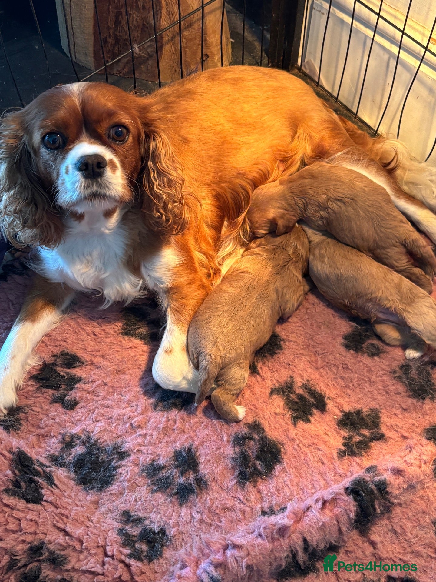 Cavapoo dogs Gorgeous Cavapoo pups  - Advert 2