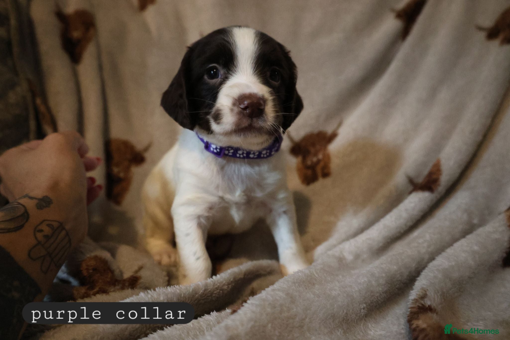 English Springer Spaniel dogs English Springer Spaniel Pups Working / House pets - Advert 6