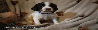 English Springer Spaniel 1