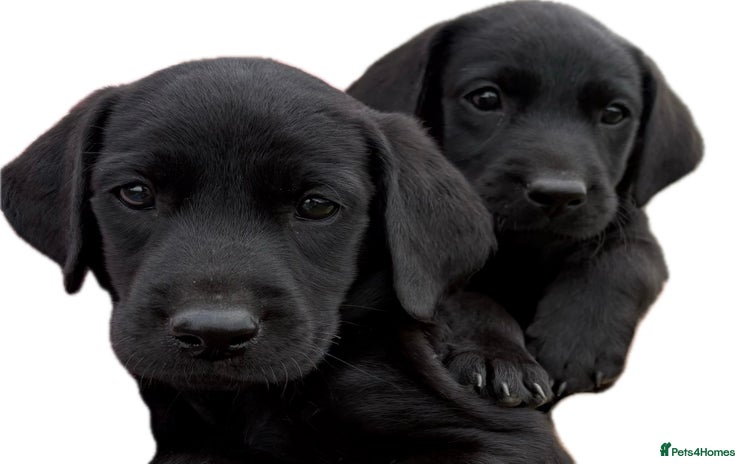 Labrador Retriever dogs - Advert 13