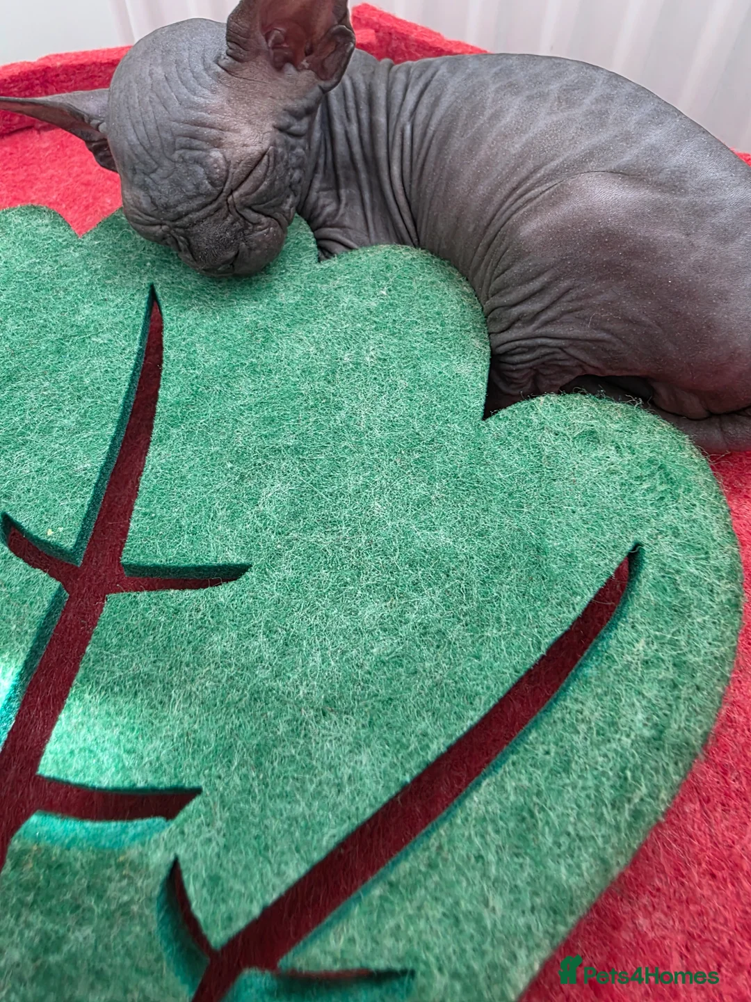 Sphynx cats for sale: 😻 Beautiful Sphynx Boy Looking For Forever Home  - Advert 2