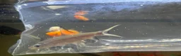 Sharks fish for sale: Bala shark in Sunderland - Advert 2
