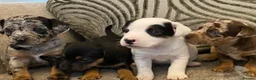 Jack Russell dogs for stud: Merle jack Russell for stud  - Advert 9