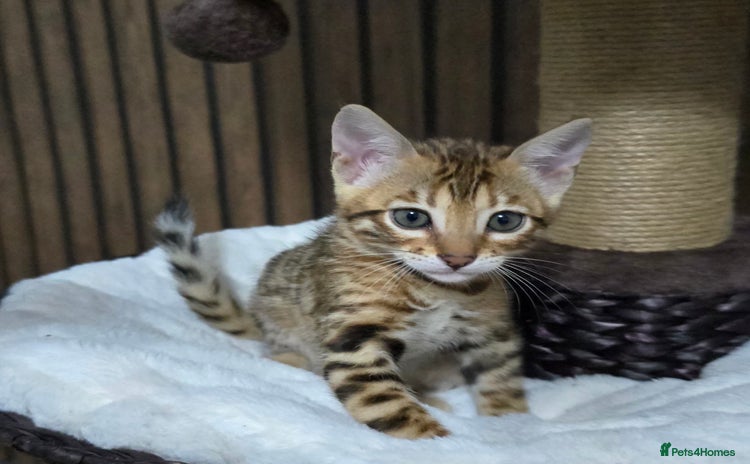 Bengal cats - Advert 6